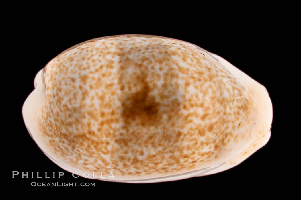 Mistaken Cowrie., Cypraea errones, natural history stock photograph, photo id 08289