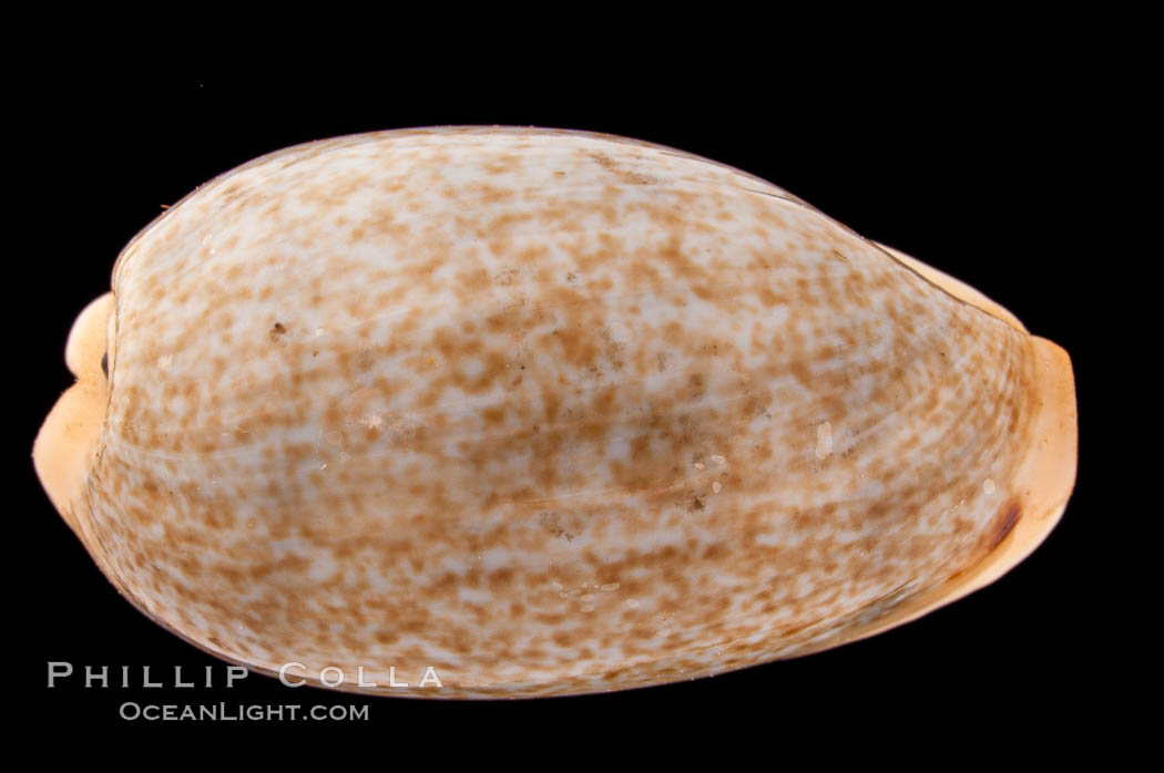 Mistaken Cowrie., Cypraea errones bimaculata, natural history stock photograph, photo id 08389