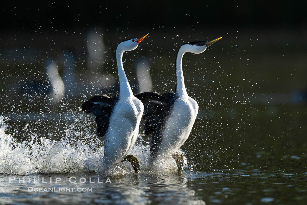 An unusual mixed-species pair of grebes rushing, Western Grebe on right and Clark's Grebe on left. In this spectacular courtship behavior, the grebes beat their feet so rapidly they literally run over the surface of the water, Aechmophorus occidentalis, Aechmophorus clarkii, Lake Wohlford, Escondido, California An unusual mixed-species pair of grebes rushing, Western Grebe on right and Clark's Grebe on left. In this spectacular courtship behavior, the grebes beat their feet so rapidly they literally run over the surface of the water, Aechmophorus occidentalis, Aechmophorus clarkii, Lake Wohlford, Escondido, California