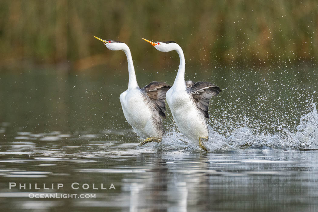 An unusual mixed-species pair of grebes rushing, Western Grebe on left and Clark's Grebe on right. In this spectacular courtship behavior, the grebes beat their feet so rapidly they literally run over the surface of the water. Lake Wohlford, Escondido, California, USA, Aechmophorus occidentalis, Aechmophorus clarkii, natural history stock photograph, photo id 40848