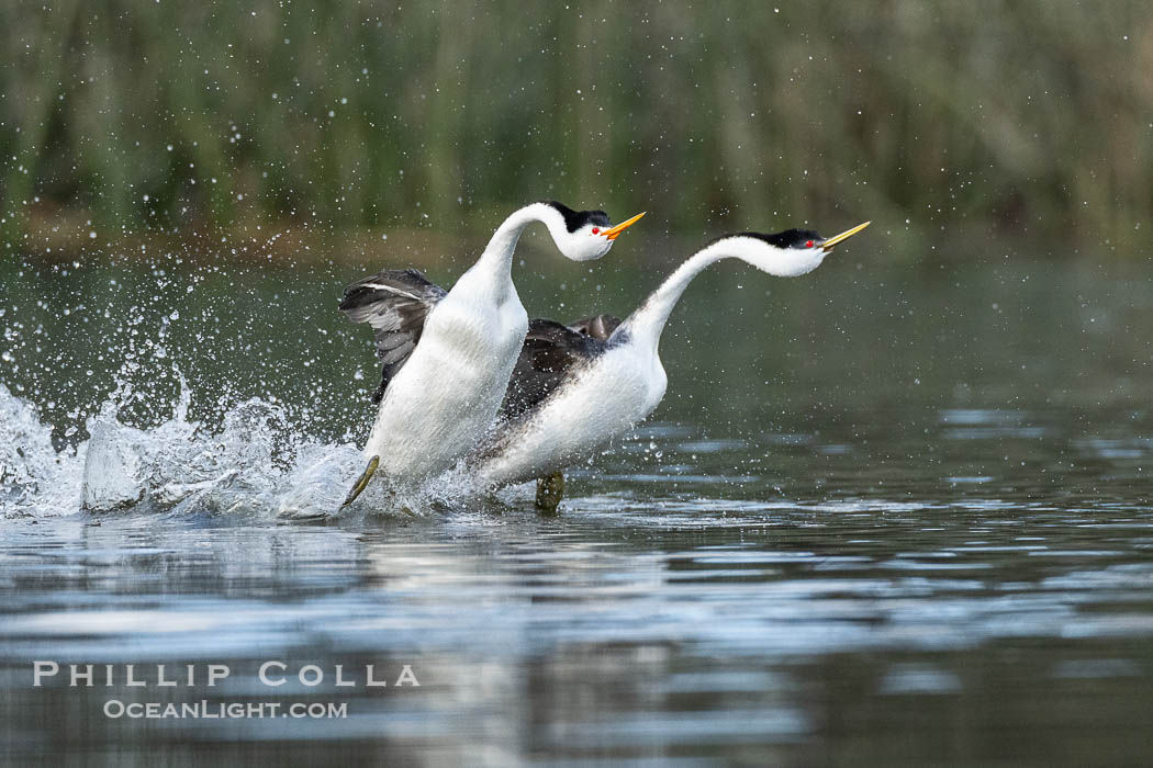 An unusual mixed-species pair of grebes rushing, Western Grebe on right and Clark's Grebe on left. In this spectacular courtship behavior, the grebes beat their feet so rapidly they literally run over the surface of the water, Aechmophorus occidentalis, Aechmophorus clarkii, Lake Wohlford, Escondido, California An unusual mixed-species pair of grebes rushing, Western Grebe on right and Clark's Grebe on left. In this spectacular courtship behavior, the grebes beat their feet so rapidly they literally run over the surface of the water, Aechmophorus occidentalis, Aechmophorus clarkii, Lake Wohlford, Escondido, California