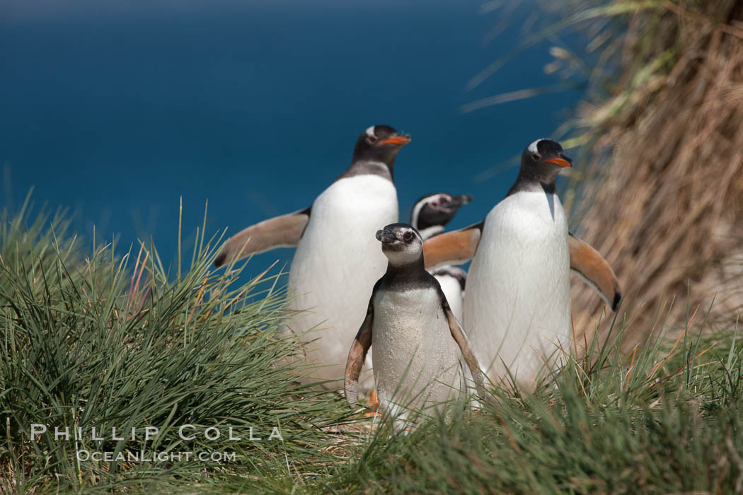 Mixed group of Magellanic and gentoo penguins, walk from the ocean through tall tussock grass to the interior of Carcass Island. Falkland Islands, United Kingdom, Pygoscelis papua, Spheniscus magellanicus, natural history stock photograph, photo id 24045