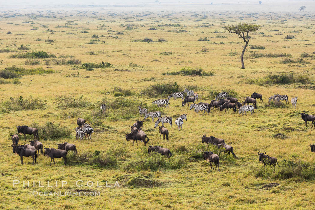 Mixed Herd of Wildebeest and Zebra, aerial photo, Maasai Mara National Reserve, Kenya., Equus quagga, natural history stock photograph, photo id 29826