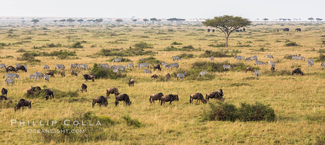 Mixed Herd of Wildebeest and Zebra, aerial photo, Maasai Mara National Reserve, Kenya., Equus quagga, natural history stock photograph, photo id 29824
