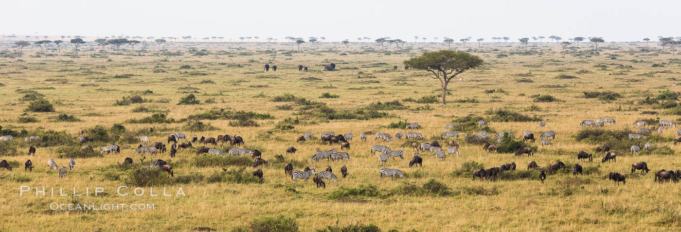Mixed Herd of Wildebeest and Zebra, aerial photo, Maasai Mara National Reserve, Kenya., Equus quagga, natural history stock photograph, photo id 29823