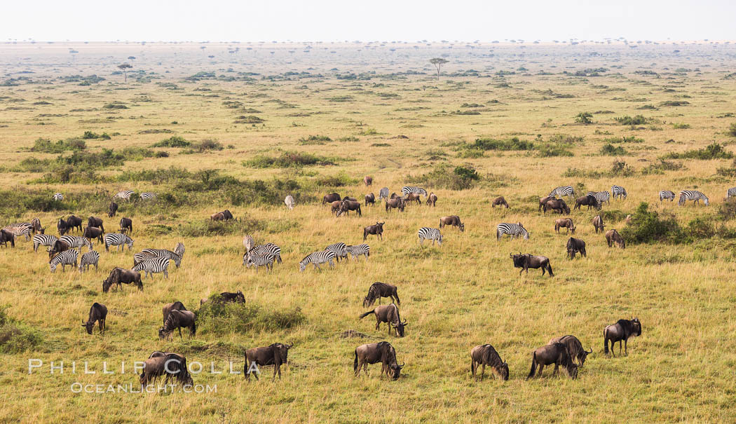 Mixed Herd of Wildebeest and Zebra, aerial photo, Maasai Mara National Reserve, Kenya., Equus quagga, natural history stock photograph, photo id 29825
