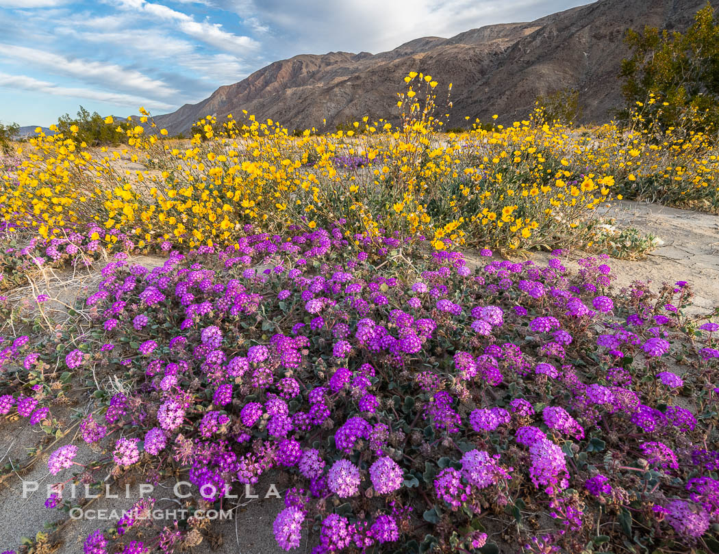 Mixed Wildflowers in the Coyote Canyon Wash During Unusual Winter Bloom in January, fall monsoon rains led to a very unusual winter bloom in December and January in Anza Borrego Desert State Park in 2022/2023. Anza-Borrego Desert State Park, Borrego Springs, California, USA, natural history stock photograph, photo id 39038