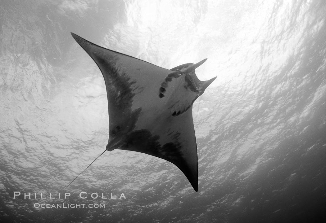Mobula ray. Cocos Island, Costa Rica, Mobula, natural history stock photograph, photo id 06132