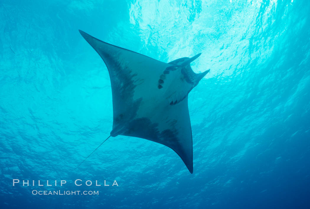 Mobula ray. Cocos Island, Costa Rica, Mobula, natural history stock photograph, photo id 02002