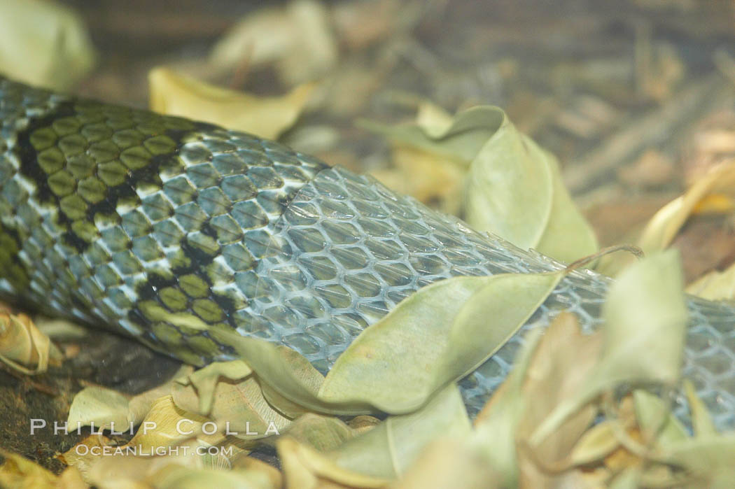 Moellendorfs ratsnake shedding its skin., Elaphe moellendorffi, natural history stock photograph, photo id 12552