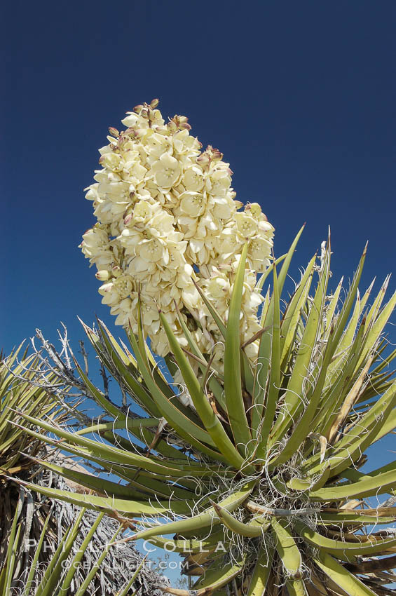 Fruit cluster of the Mojave yucca plant. Joshua Tree National Park, California, USA, Yucca schidigera, natural history stock photograph, photo id 09106