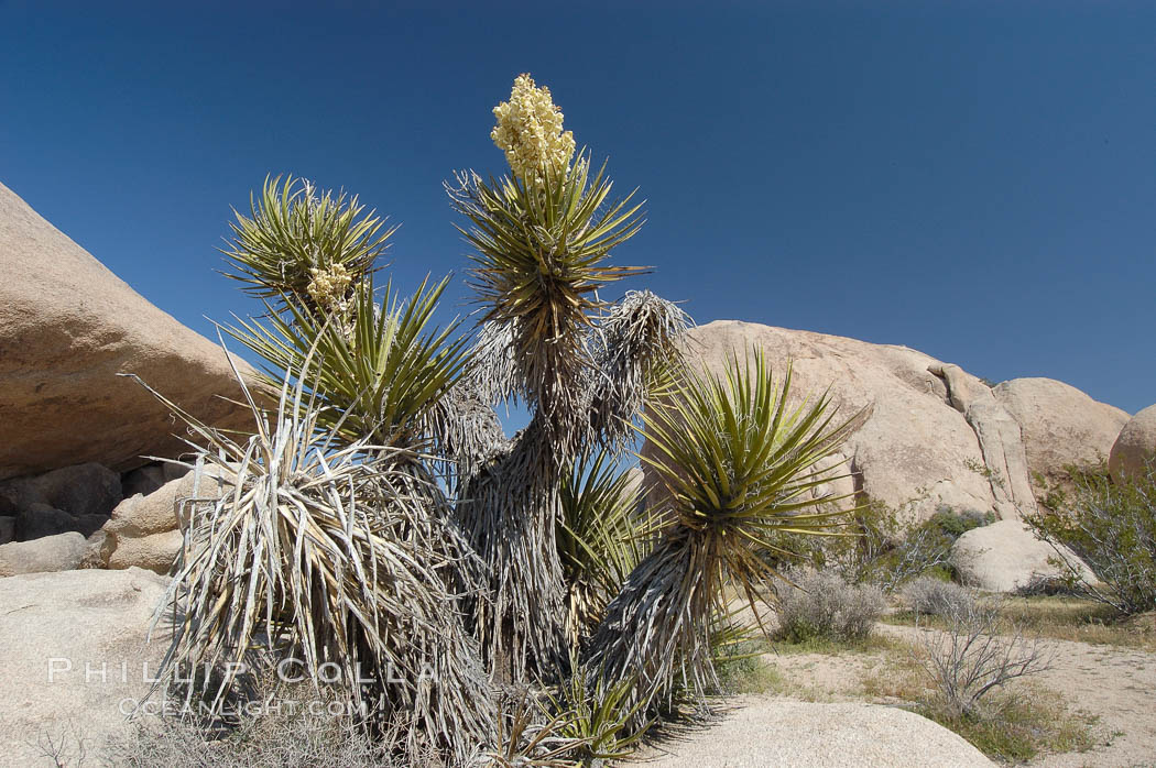 Mojave yucca in springtime bloom. Joshua Tree National Park, California, USA, Yucca schidigera, natural history stock photograph, photo id 09097