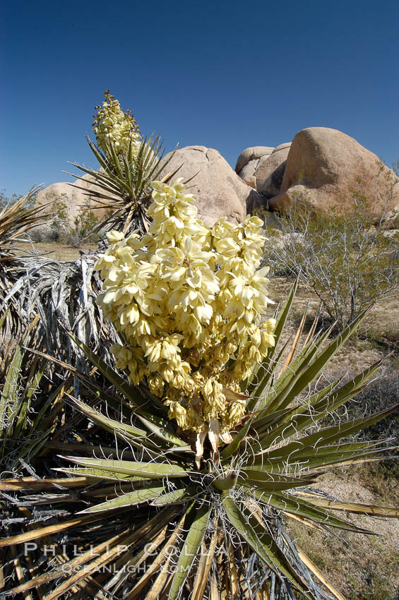 Fruit cluster of the Mojave yucca plant. Joshua Tree National Park, California, USA, Yucca schidigera, natural history stock photograph, photo id 09107