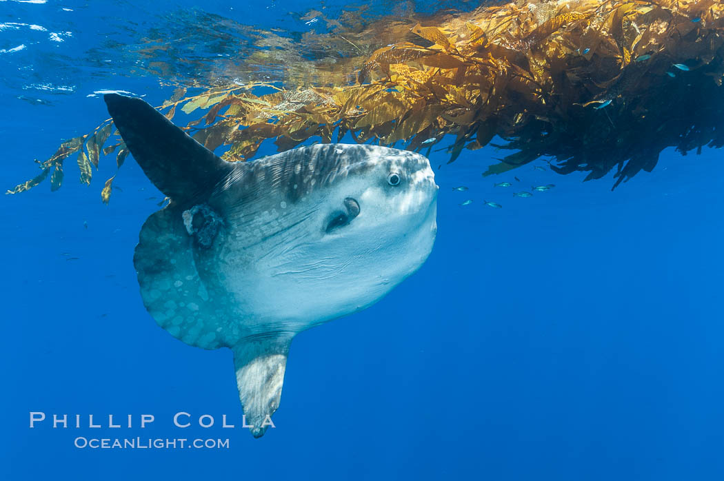 Ocean sunfish hovers near drift kelp to recruite juvenile fish to remove parasites, open ocean. San Diego, California, USA, Mola mola, natural history stock photograph, photo id 10022