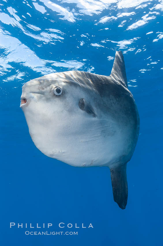 Ocean sunfish, open ocean. San Diego, California, USA, Mola mola, natural history stock photograph, photo id 10030