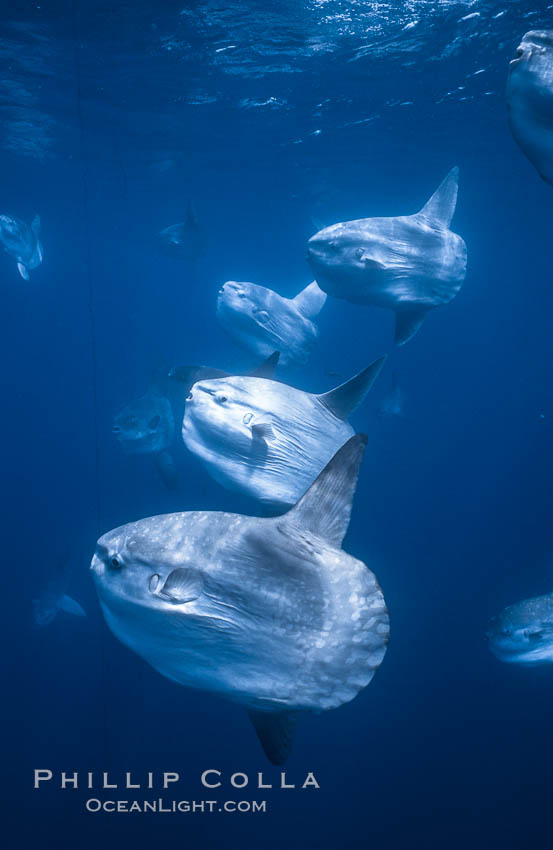 Ocean sunfish schooling near drift kelp, soliciting cleaner fishes, open ocean, Baja California., Mola mola, natural history stock photograph, photo id 06380