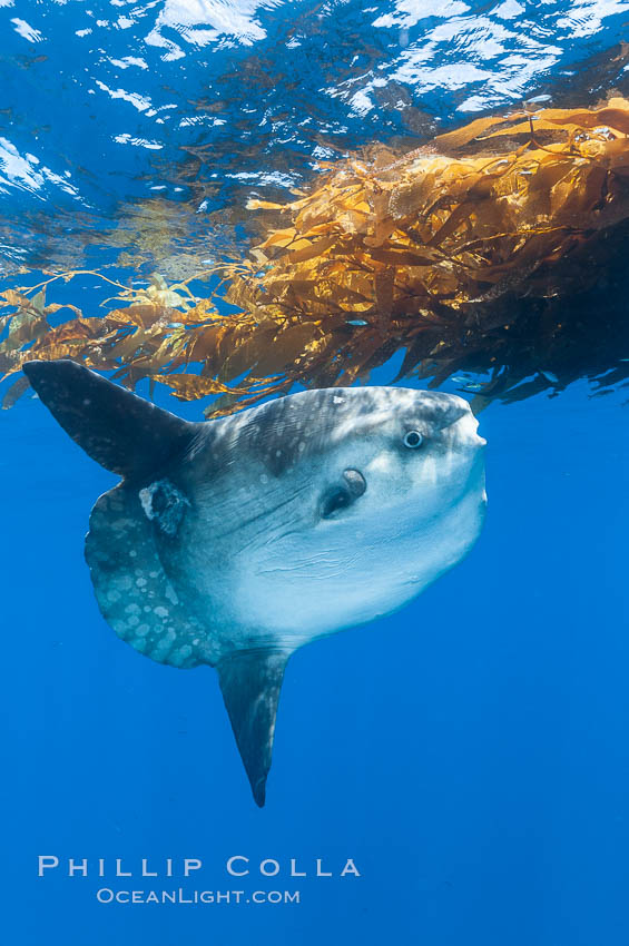 Ocean sunfish hovers near drift kelp to recruite juvenile fish to remove parasites, open ocean. San Diego, California, USA, Mola mola, natural history stock photograph, photo id 10004