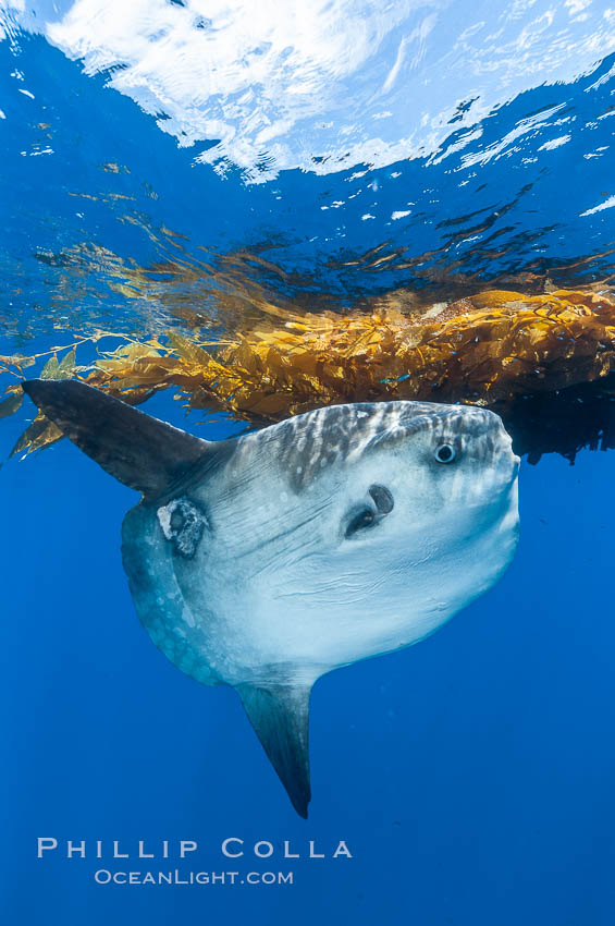 Ocean sunfish hovers near drift kelp to recruite juvenile fish to remove parasites, open ocean. San Diego, California, USA, Mola mola, natural history stock photograph, photo id 10008