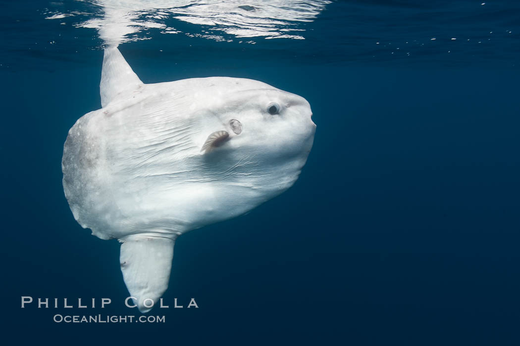 Ocean sunfish, open ocean. San Diego, California, USA, Mola mola, natural history stock photograph, photo id 26048