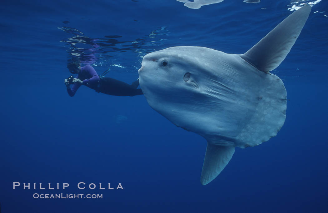 Ocean sunfish with videographer, open ocean. San Diego, California, USA, Mola mola, natural history stock photograph, photo id 02879