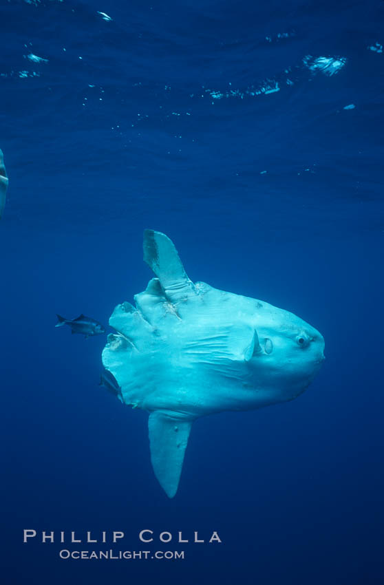 Ocean sunfish injured by boat prop with cleaner fishes, open ocean, Baja California., Mola mola, natural history stock photograph, photo id 06411