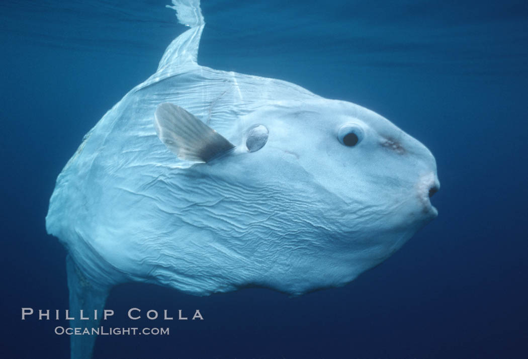 Ocean sunfish. San Diego, California, USA, Mola mola, natural history stock photograph, photo id 01985