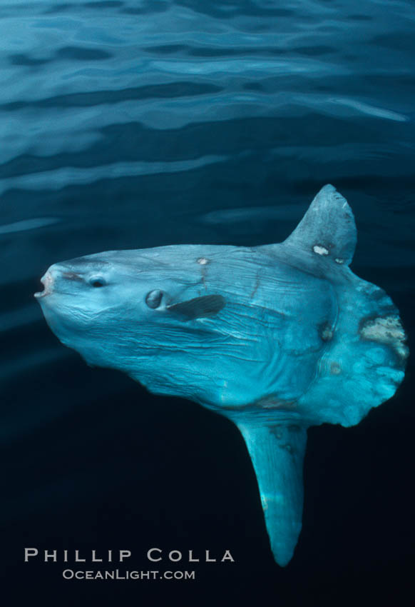 Ocean sunfish. San Diego, California, USA, Mola mola, natural history stock photograph, photo id 02029