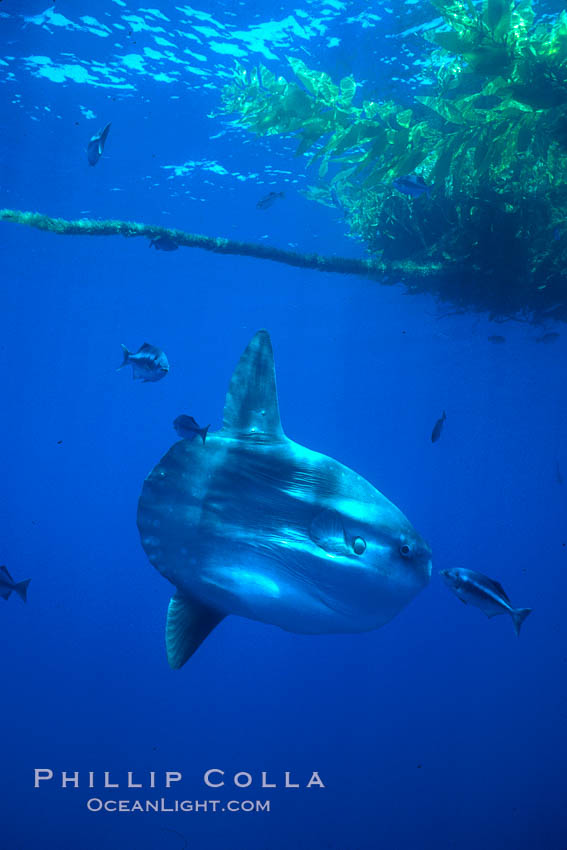 Ocean sunfish under drift kelp, open ocean. San Diego, California, USA, Mola mola, natural history stock photograph, photo id 02109