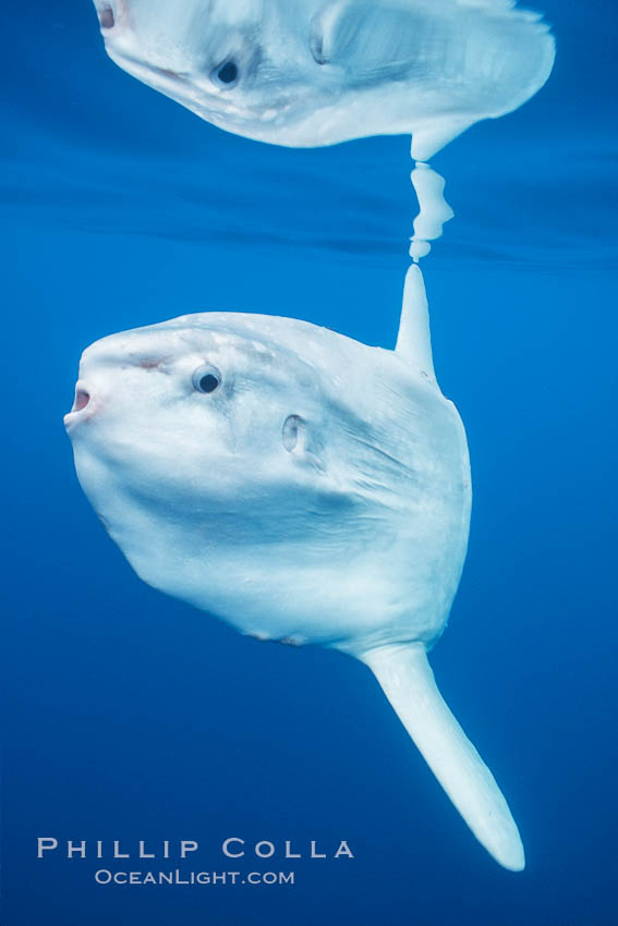 Ocean sunfish reflected on a glassy surface in bluewater, open ocean, southern California. San Diego, USA, Mola mola, natural history stock photograph, photo id 02413