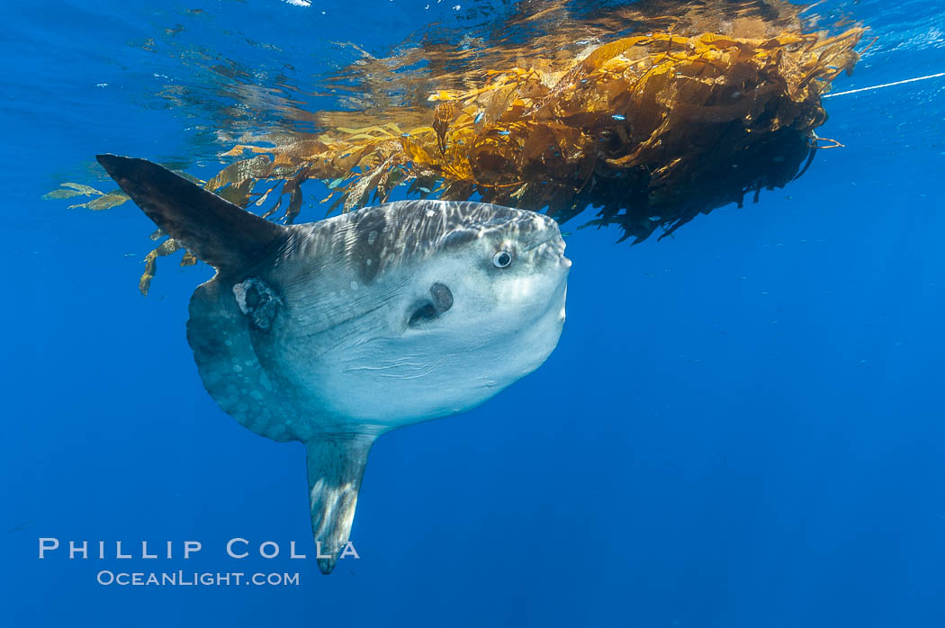 Ocean sunfish hovers near drift kelp to recruite juvenile fish to remove parasites, open ocean. San Diego, California, USA, Mola mola, natural history stock photograph, photo id 10001