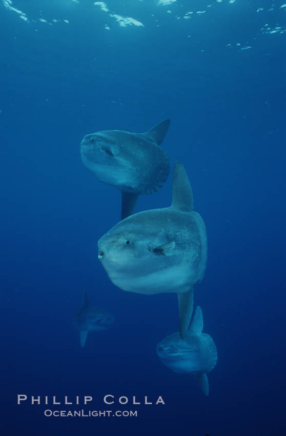 Ocean sunfish schooling, open ocean near San Diego. California, USA, Mola mola, natural history stock photograph, photo id 03566