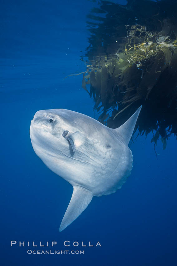 Ocean sunfish schooling, open ocean near San Diego. California, USA, Mola mola, natural history stock photograph, photo id 03578