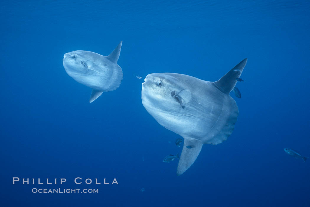 Ocean sunfish schooling, open ocean near San Diego. California, USA, Mola mola, natural history stock photograph, photo id 03586