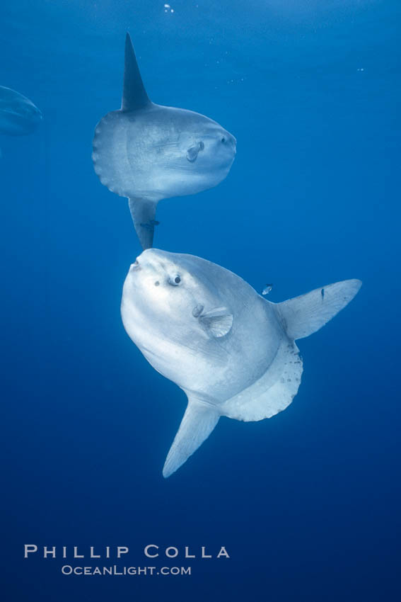 Ocean sunfish schooling, open ocean near San Diego. California, USA, Mola mola, natural history stock photograph, photo id 03590