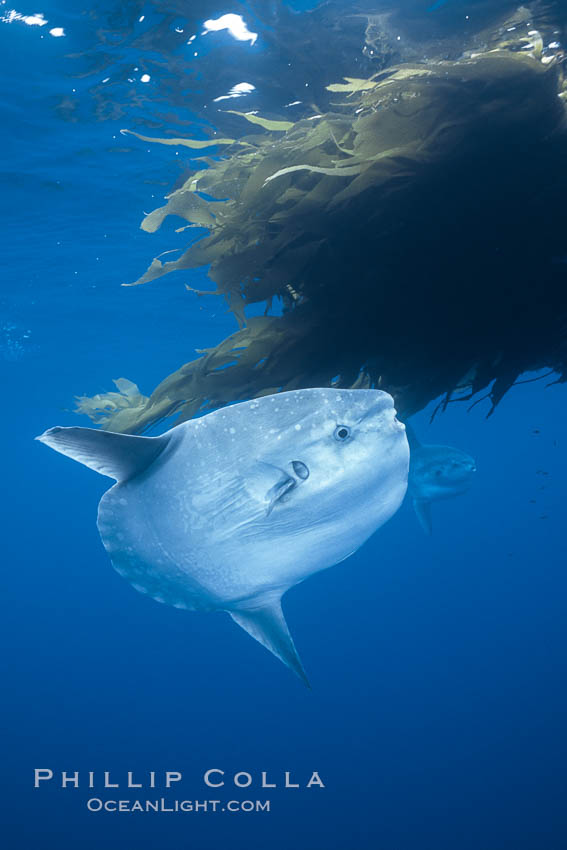 Ocean sunfish referencing drift kelp, open ocean near San Diego. California, USA, Mola mola, natural history stock photograph, photo id 03598