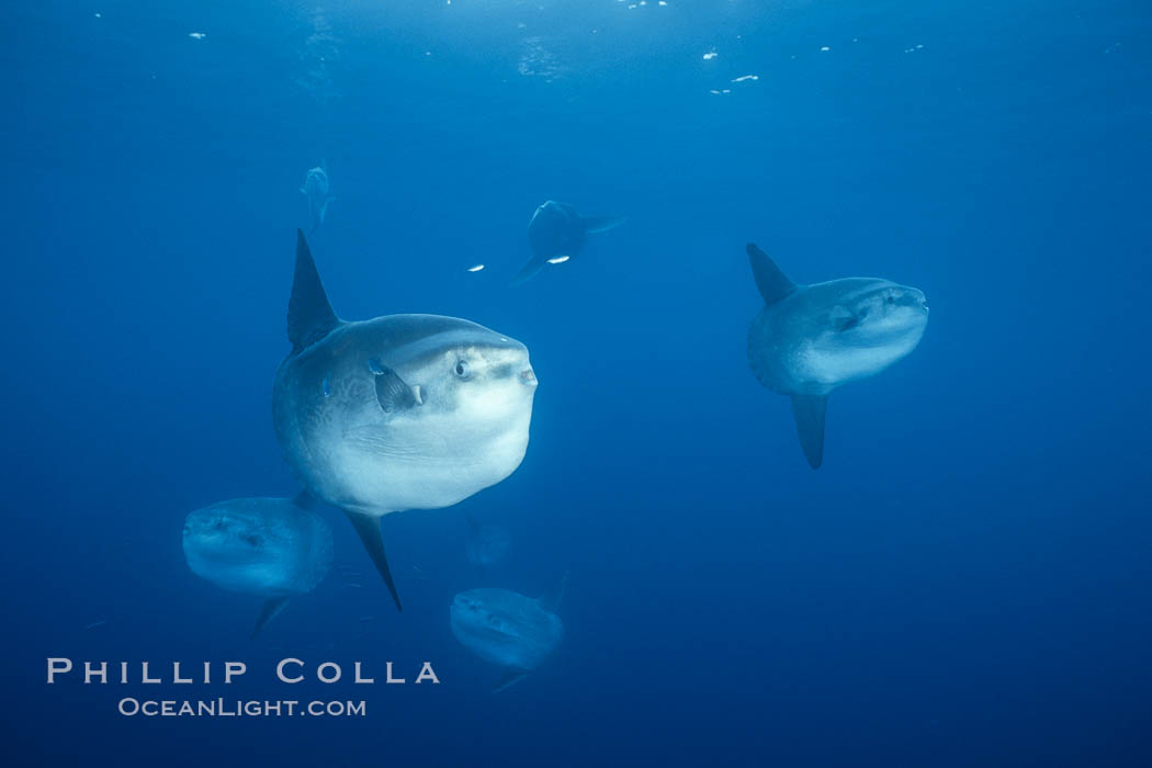 Ocean sunfish schooling, open ocean near San Diego. California, USA, Mola mola, natural history stock photograph, photo id 03602