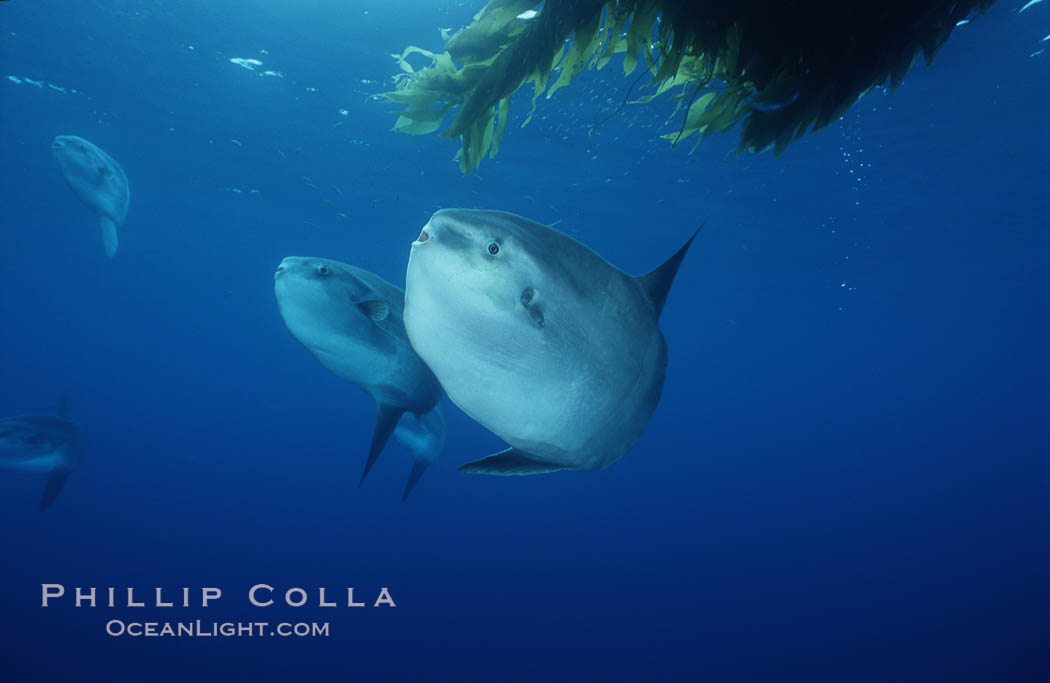 Ocean sunfish referencing drift kelp, open ocean near San Diego. California, USA, Mola mola, natural history stock photograph, photo id 03576