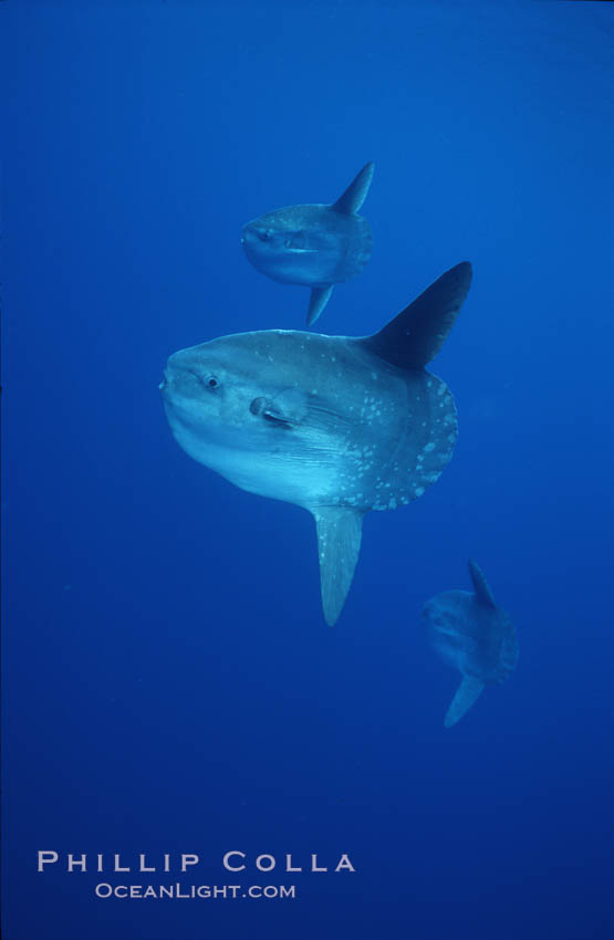 Ocean sunfish schooling, open ocean near San Diego. California, USA, Mola mola, natural history stock photograph, photo id 03584