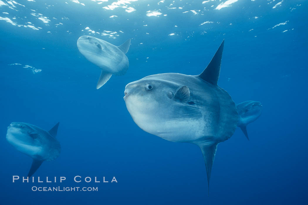 Ocean sunfish schooling, open ocean near San Diego. California, USA, Mola mola, natural history stock photograph, photo id 03588