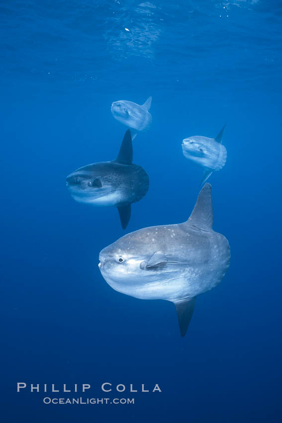 Ocean sunfish schooling, open ocean near San Diego. California, USA, Mola mola, natural history stock photograph, photo id 03592