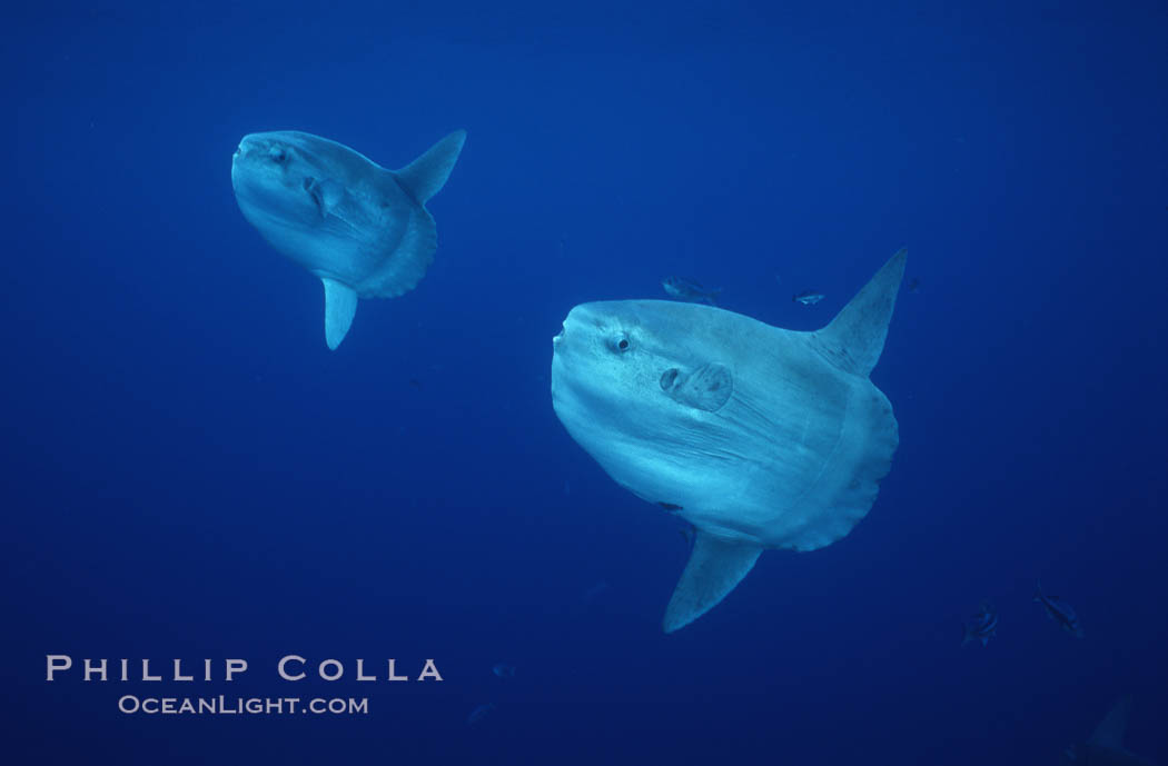 Ocean sunfish schooling, open ocean near San Diego. California, USA, Mola mola, natural history stock photograph, photo id 03596