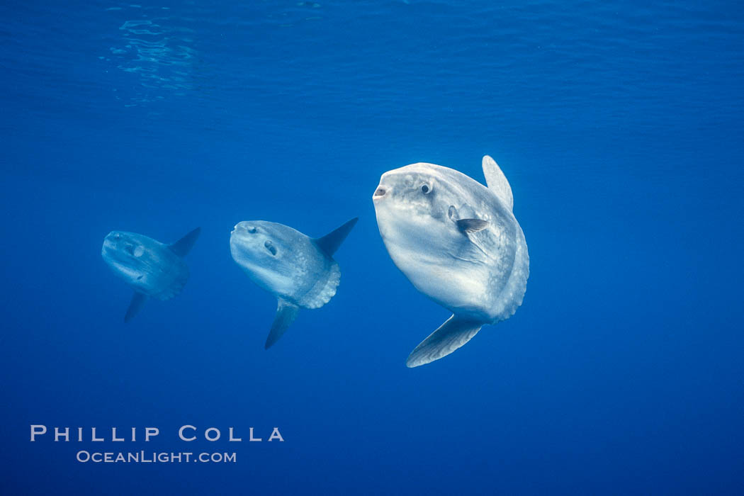 Ocean sunfish schooling, open ocean near San Diego. California, USA, Mola mola, natural history stock photograph, photo id 03604