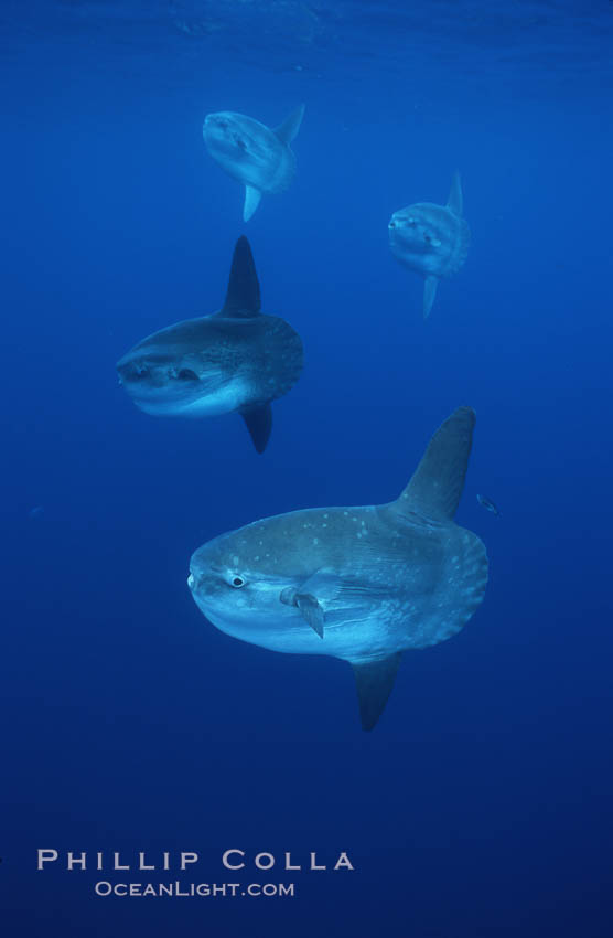 Ocean sunfish schooling, open ocean near San Diego. California, USA, Mola mola, natural history stock photograph, photo id 03612