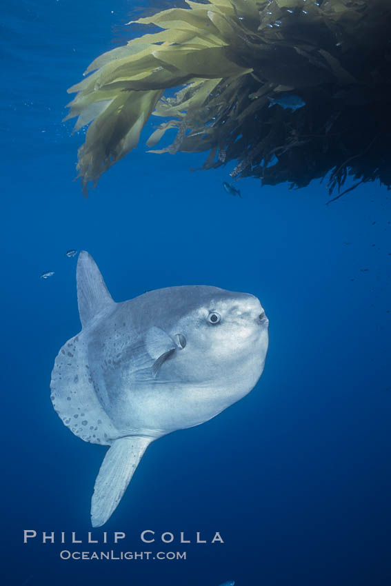 Ocean sunfish referencing drift kelp, open ocean near San Diego. California, USA, Mola mola, natural history stock photograph, photo id 03579