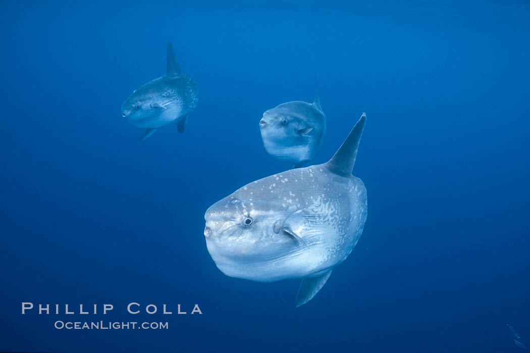 Ocean sunfish schooling, open ocean near San Diego. California, USA, Mola mola, natural history stock photograph, photo id 03587