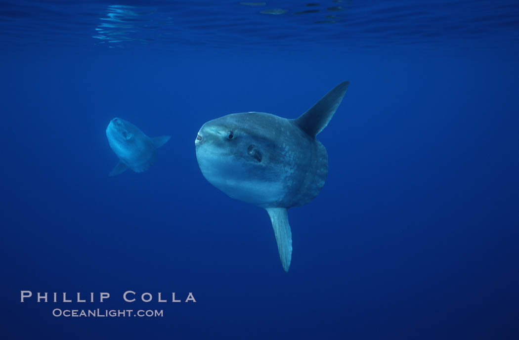 Ocean sunfish schooling, open ocean near San Diego. California, USA, Mola mola, natural history stock photograph, photo id 03595