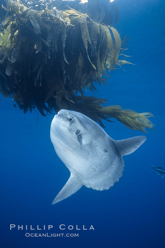 Ocean sunfish referencing drift kelp, open ocean near San Diego. California, USA, Mola mola, natural history stock photograph, photo id 03599