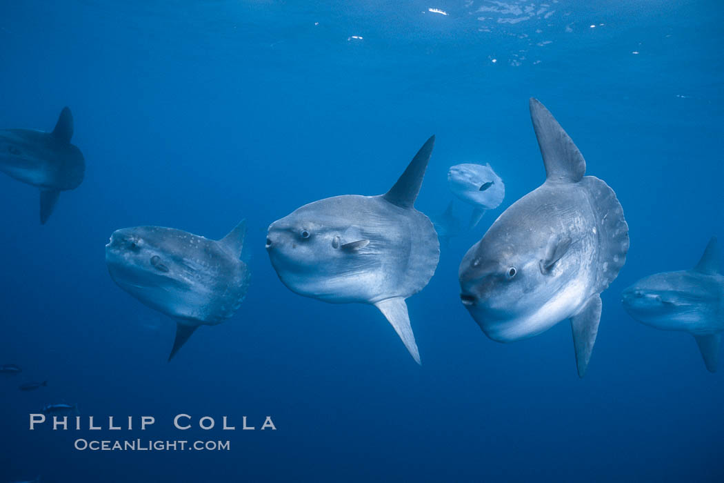 Ocean sunfish schooling, open ocean near San Diego. California, USA, Mola mola, natural history stock photograph, photo id 03565