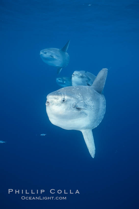 Ocean sunfish schooling, open ocean near San Diego. California, USA, Mola mola, natural history stock photograph, photo id 03585