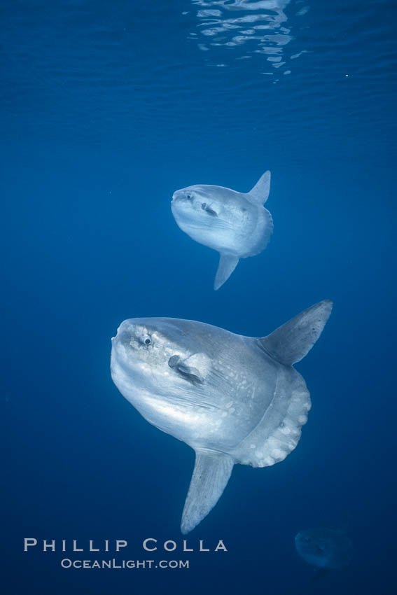 Ocean sunfish schooling, open ocean near San Diego. California, USA, Mola mola, natural history stock photograph, photo id 03589